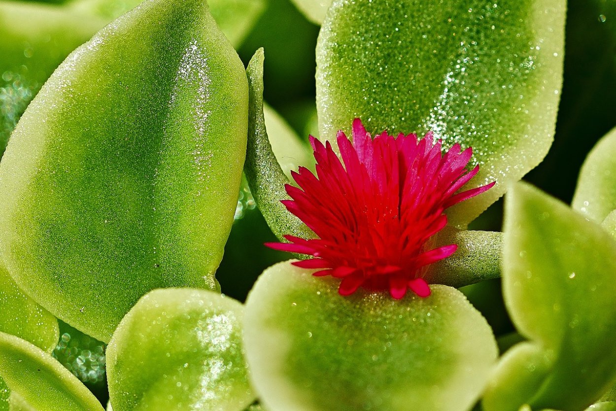 Аптения с традесканцией