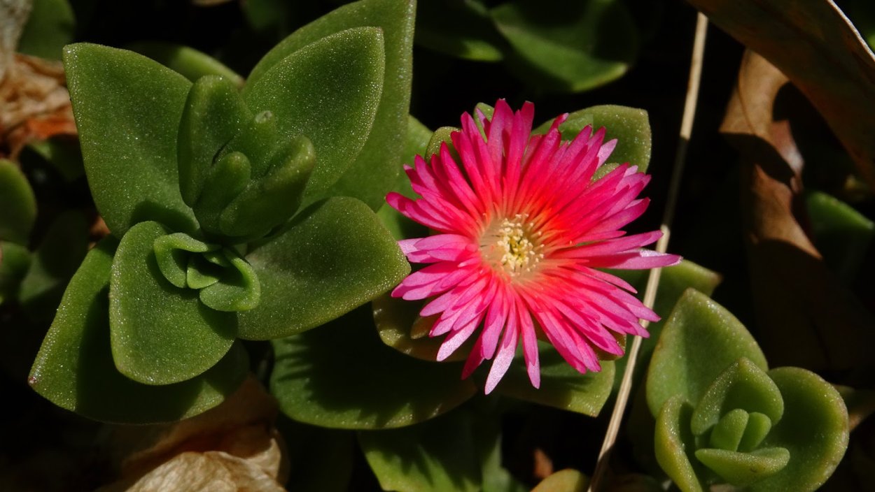 Аптения ланцетовидная