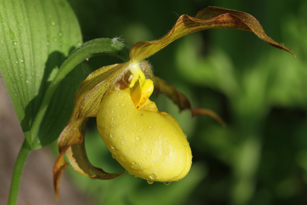 Венерин башмачок настоящий