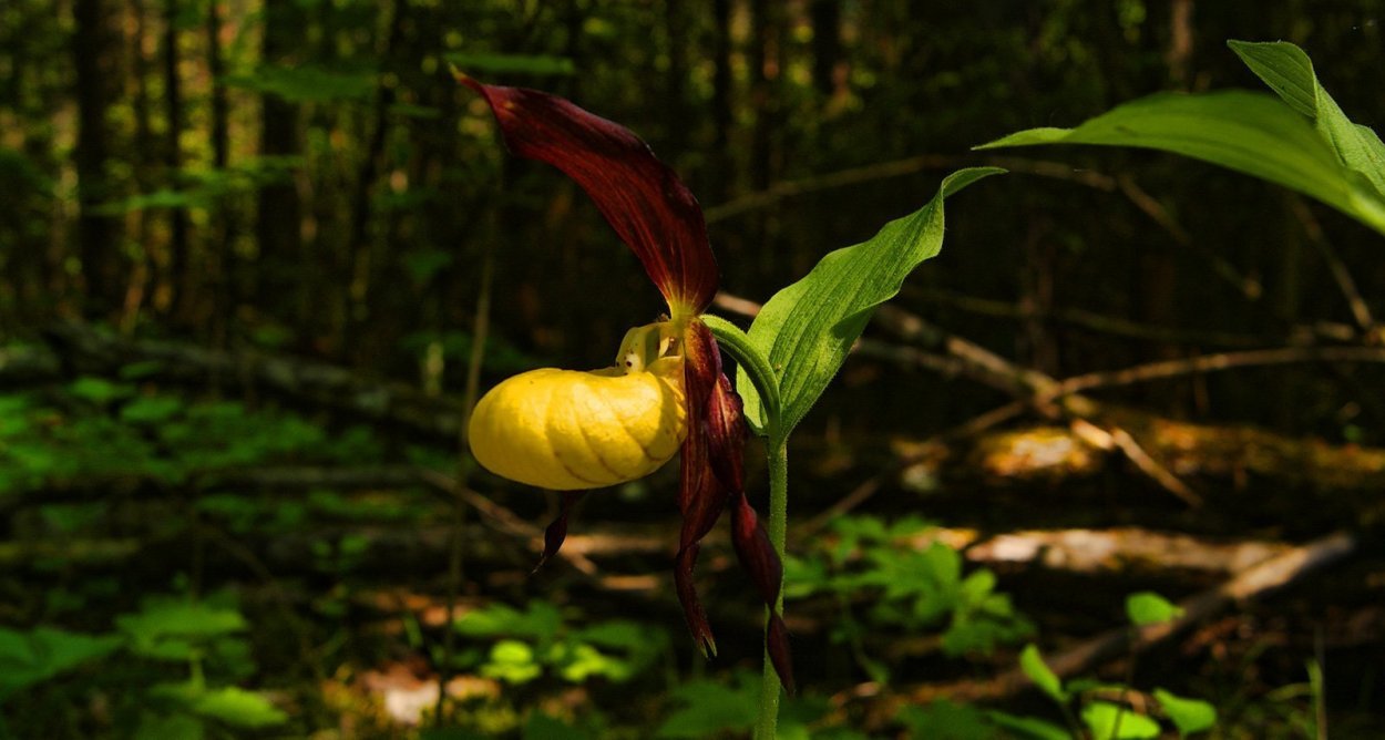 Венерин башмачок Брянск