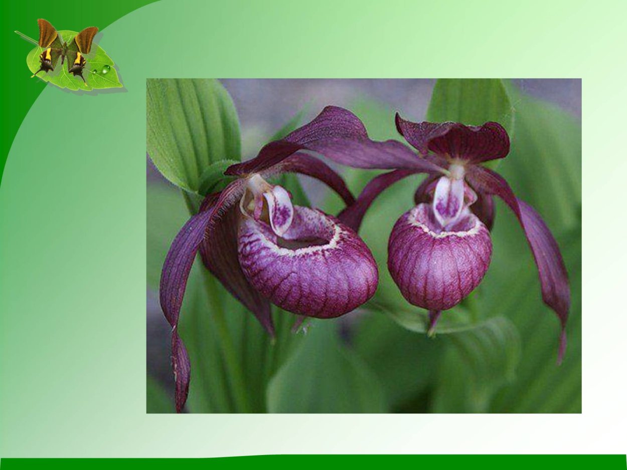 Венерин башмачок фиолетовый