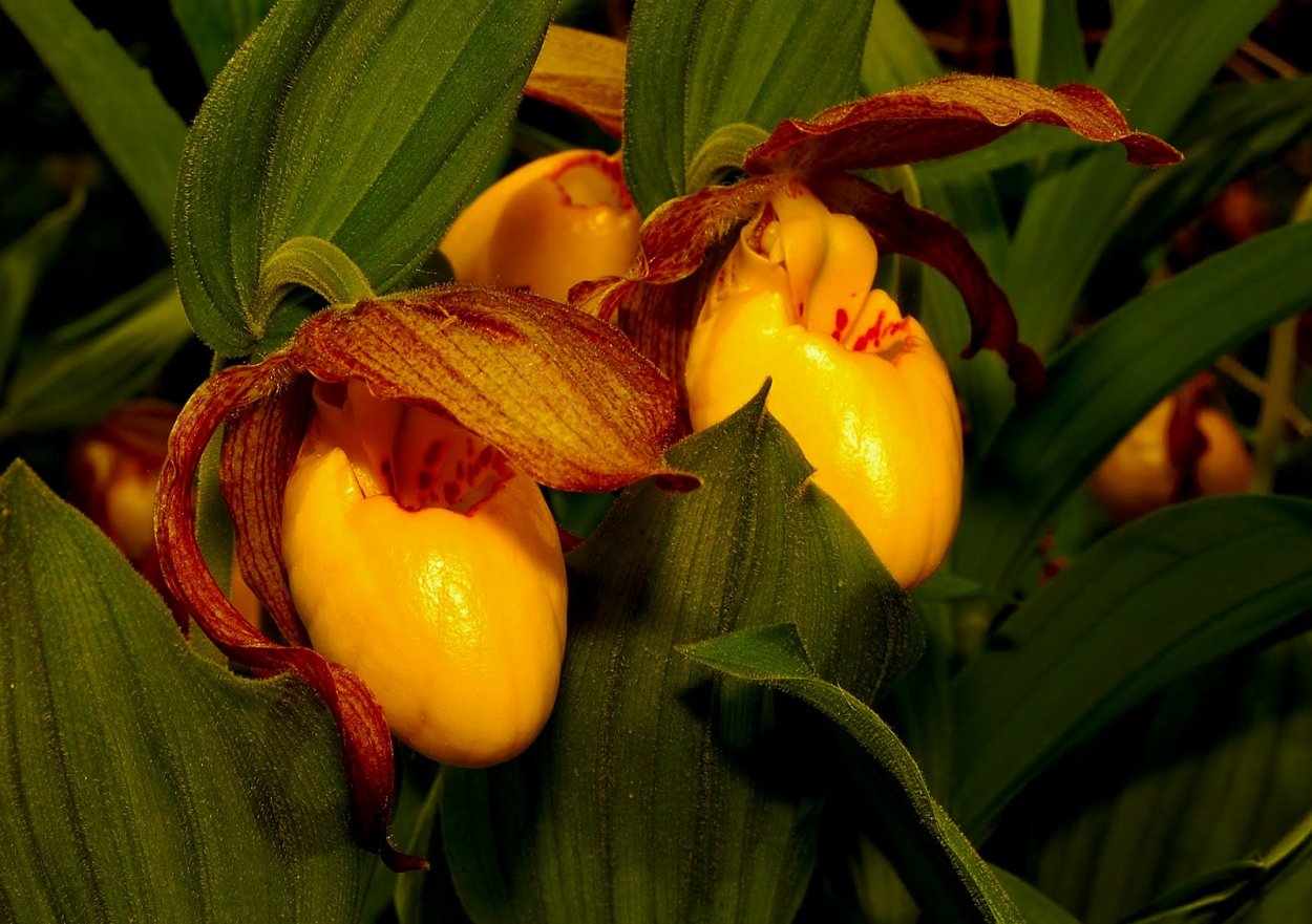 Орхидея башмачок тибетский