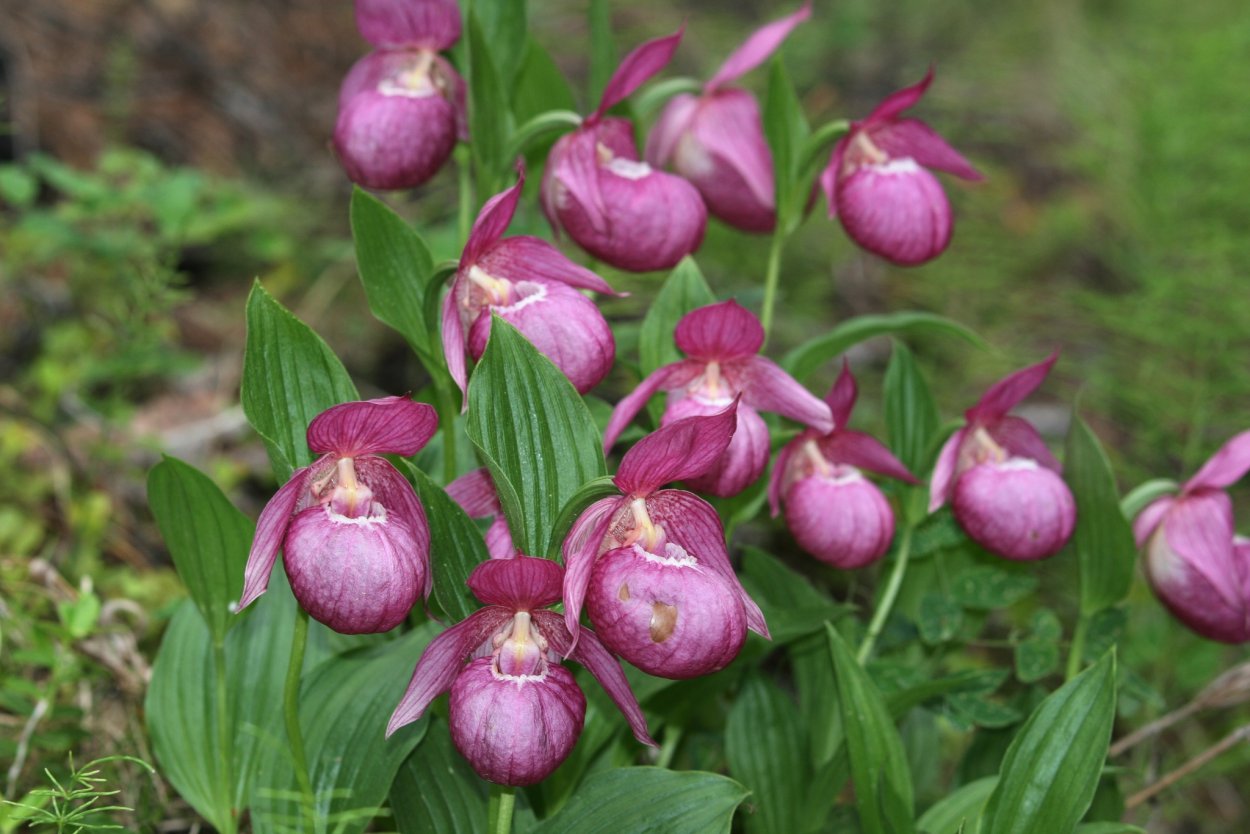 Венерин башмачок Хакасия