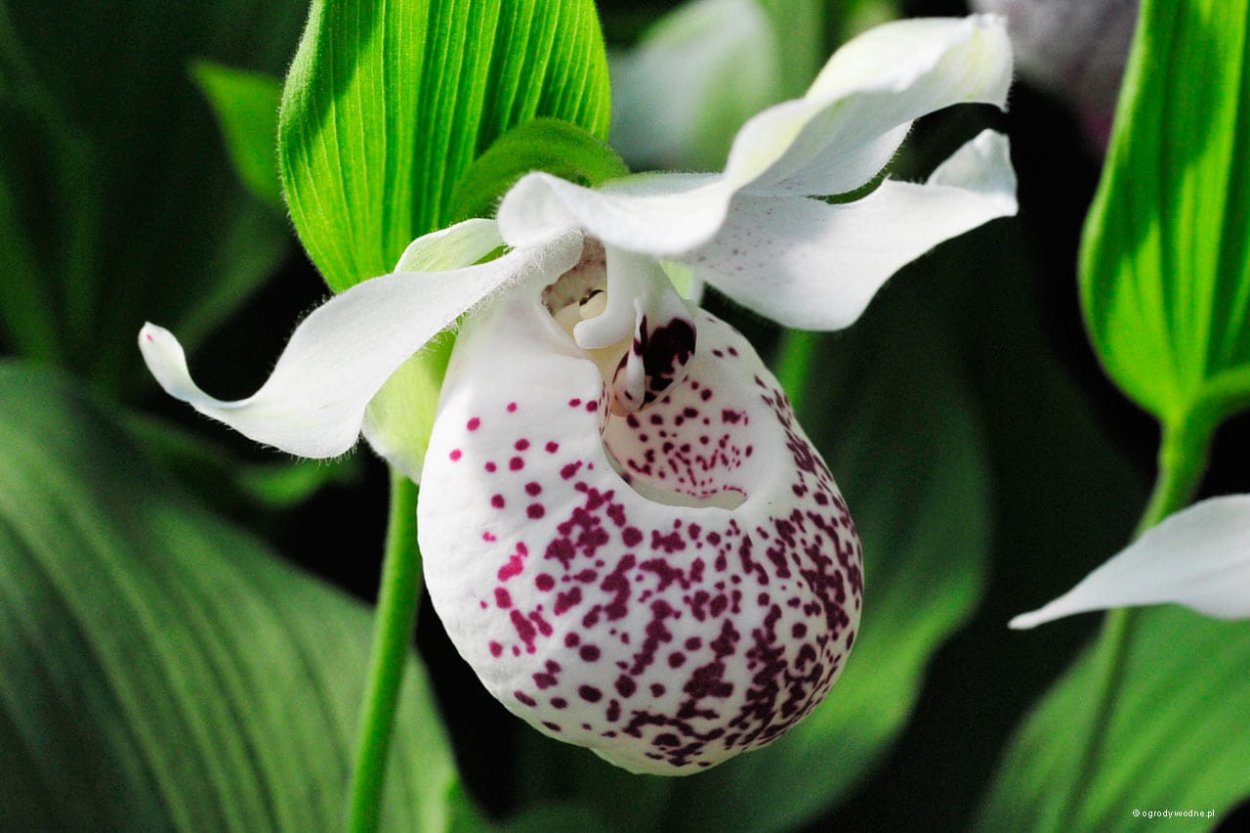 Башмачок Ulla Silkens