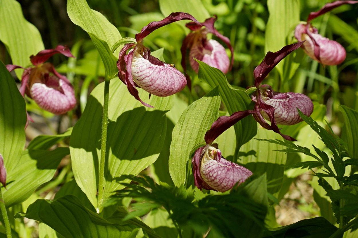 Венгерский башмачок