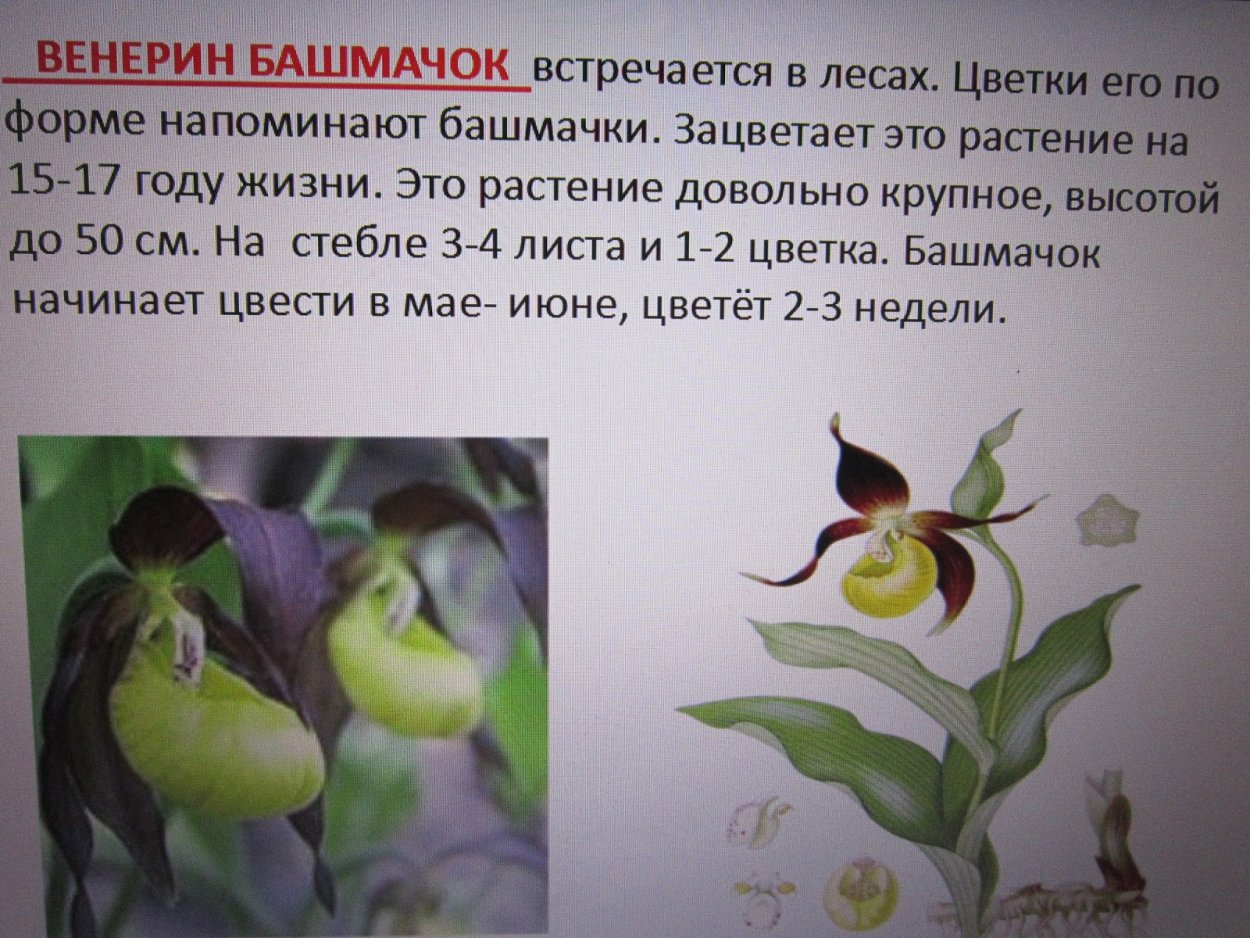 Венерин башмачок встречается в лесах или в воде