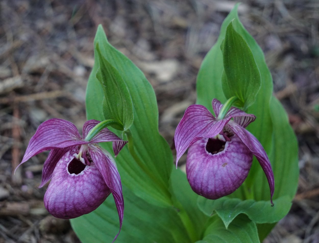 Венерин башмачок