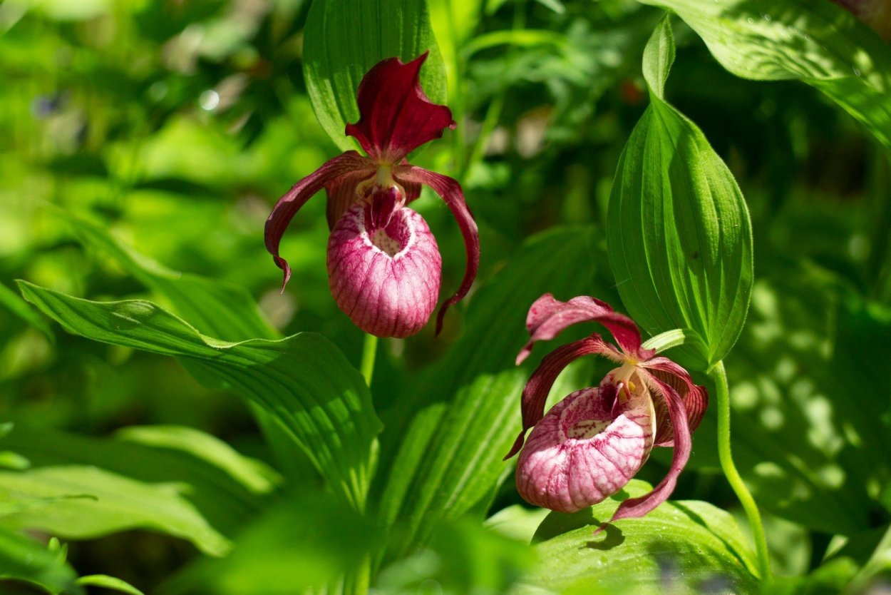 Венерин башмачок Хакасия