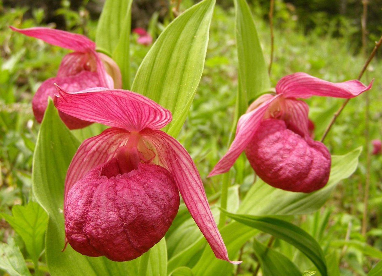 Венерин башмачок крупноцветковый