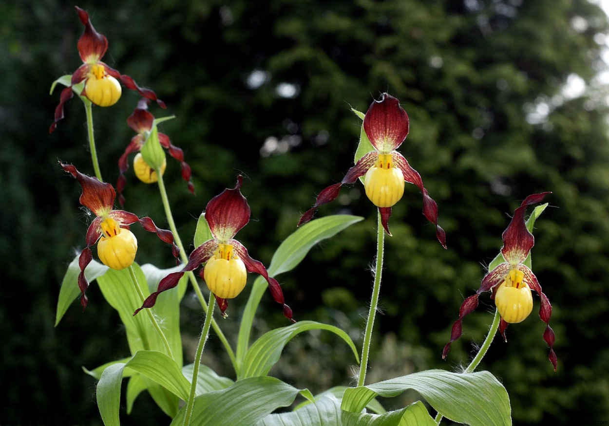 Венерин башмачок кентуккийский