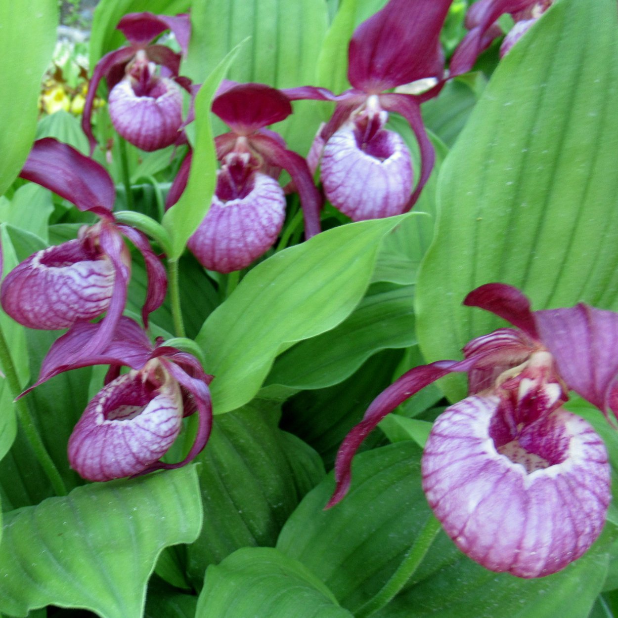 Венерин башмачок синий