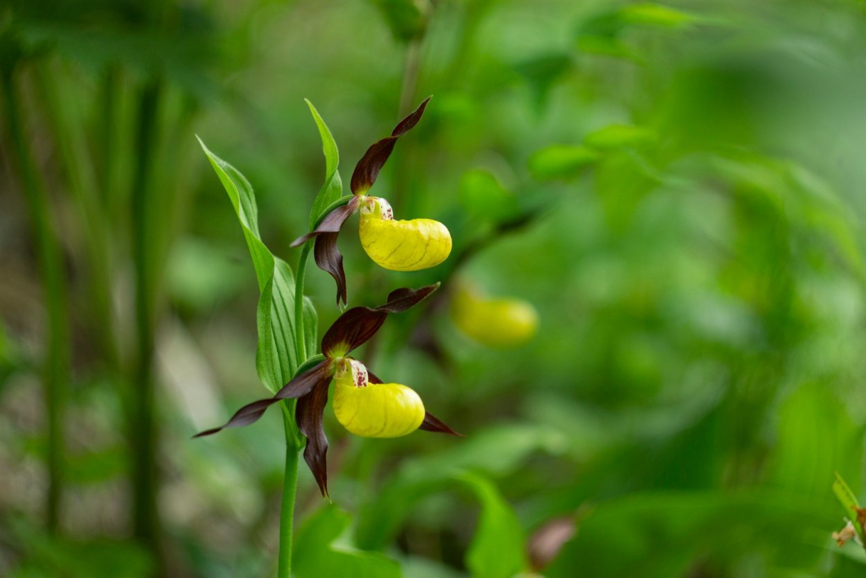 Венерин башмачок побеги