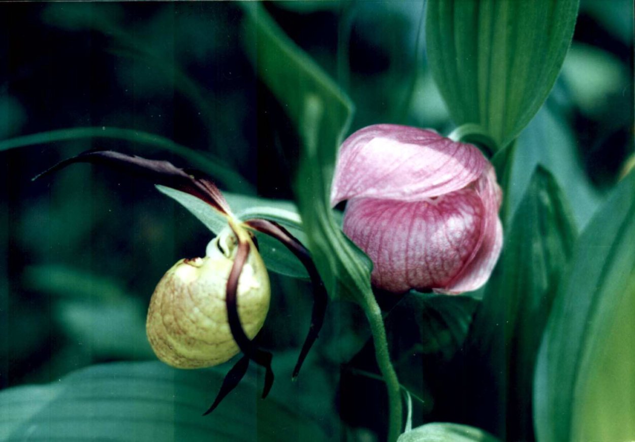 Венерин башмачок Родина растения