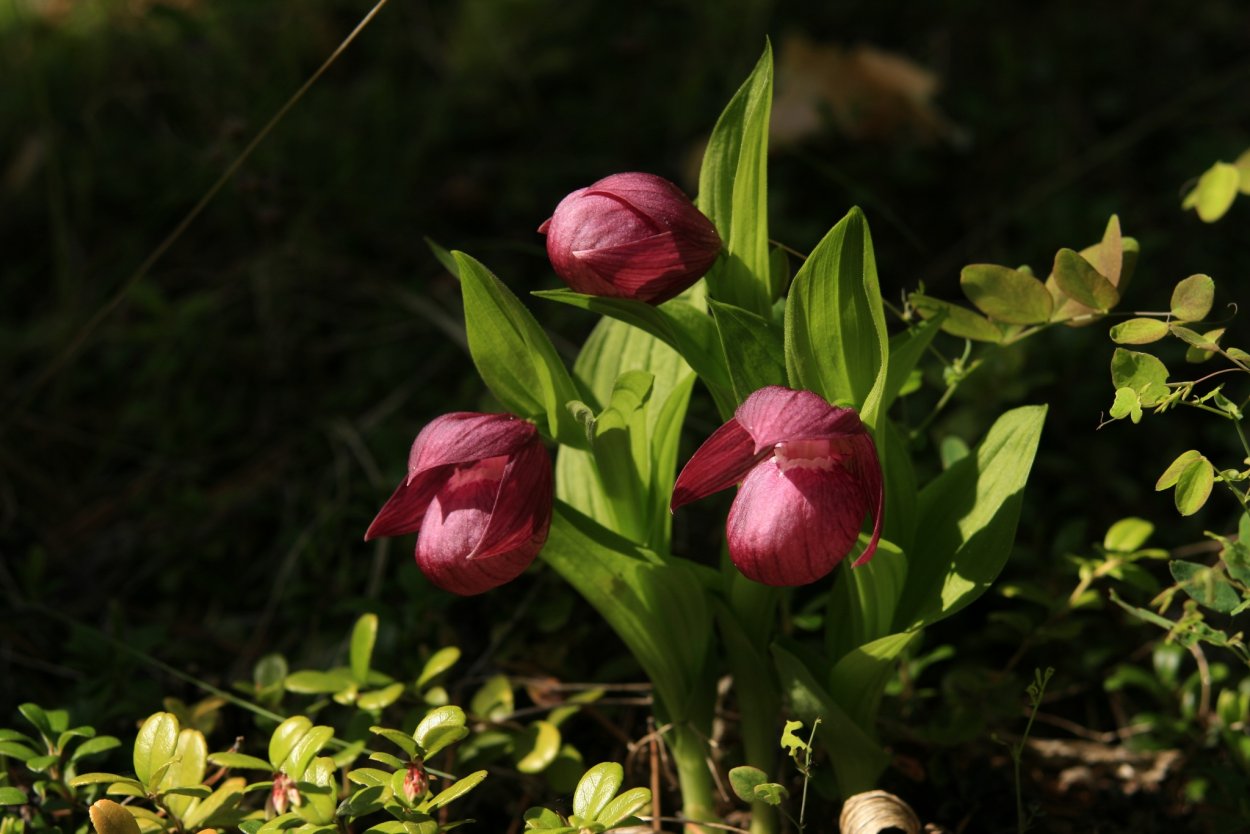 Венерин башмачок в Якутии