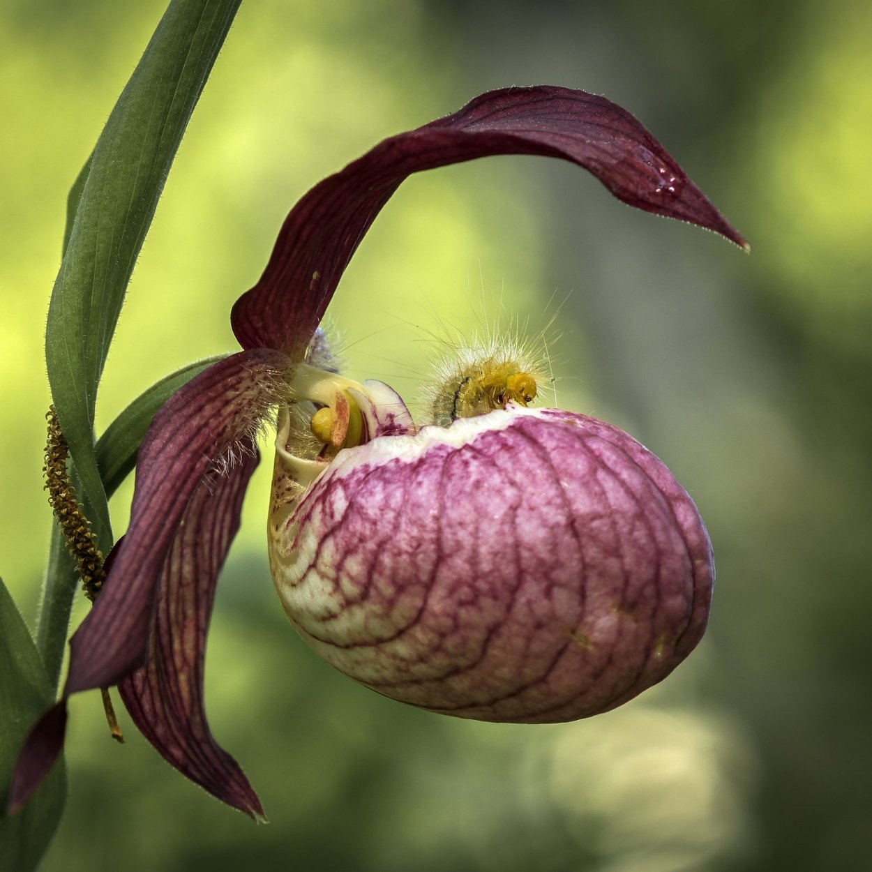 Растение Венерин башмачок