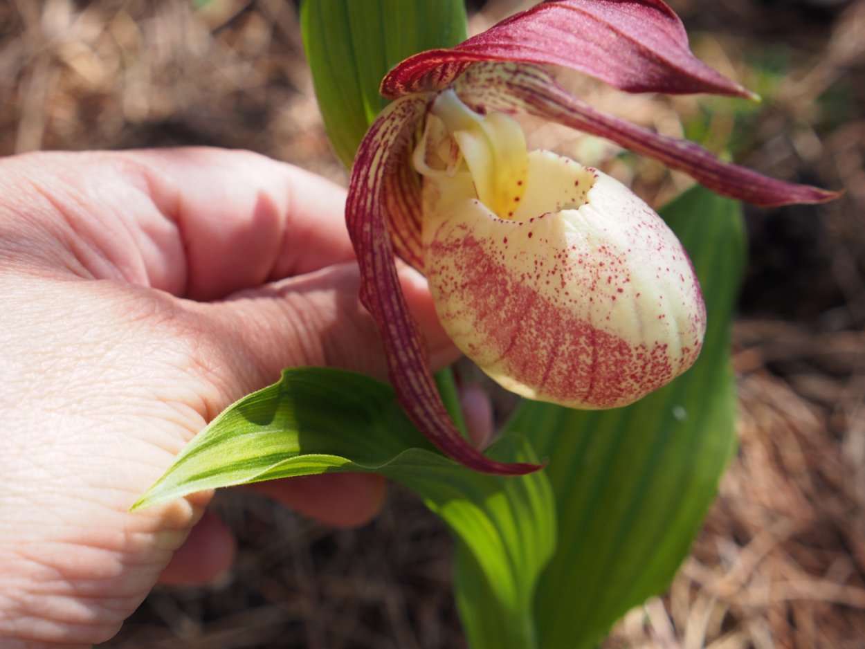 Венерин башмачок розовый