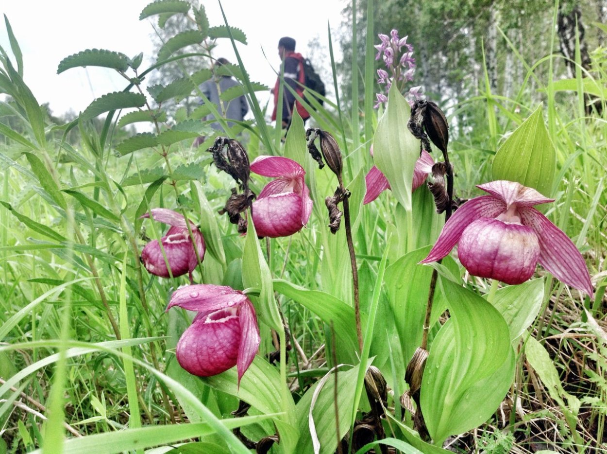 Орхидея Венерин башмачок дикий