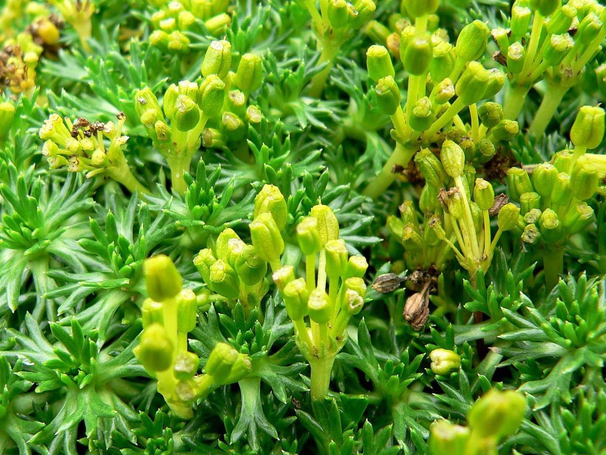 Азорелла в горшке