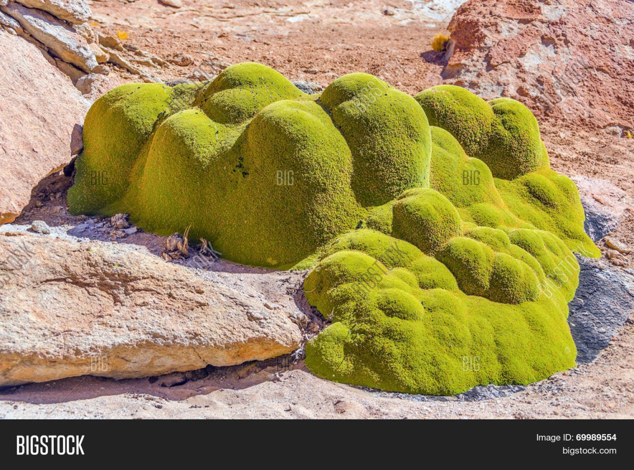 Ярета растение Южной Америки