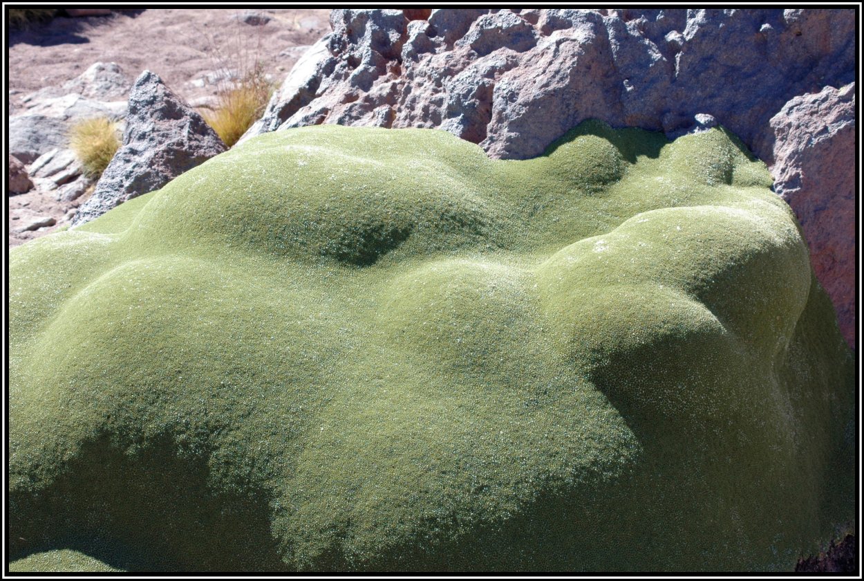 Азорелла трехвильчатая Нана