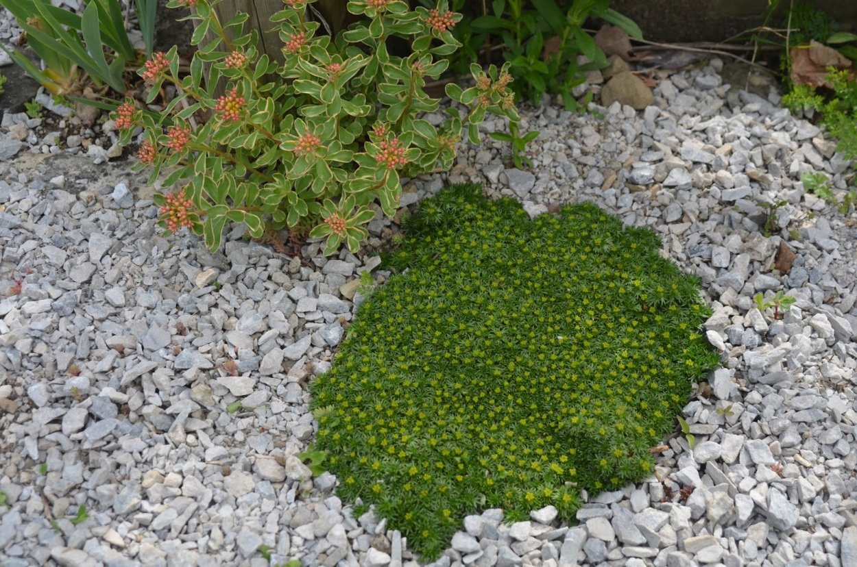 Азорелла trifurcata