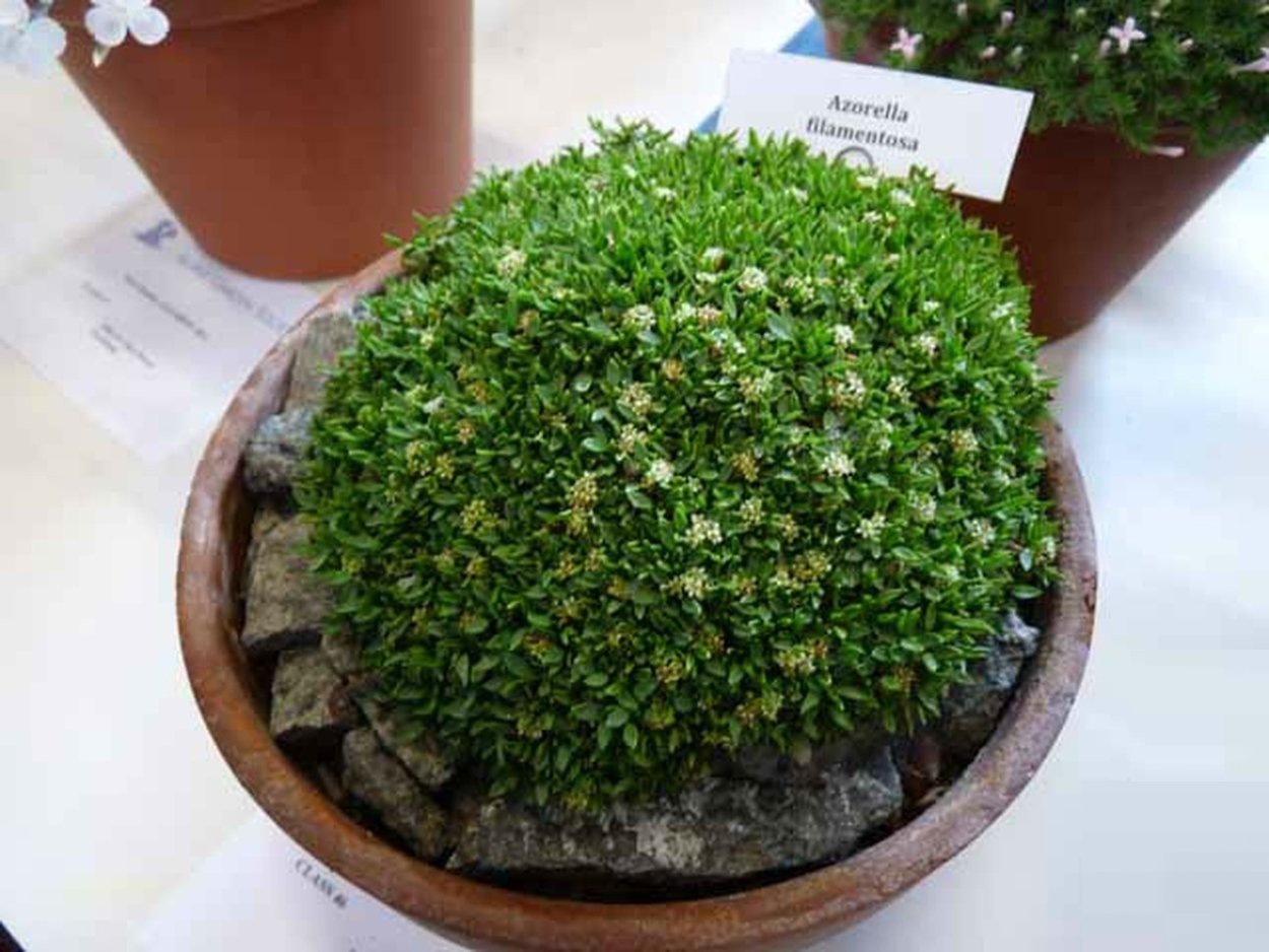 Азорелла трехвильчатая ярета