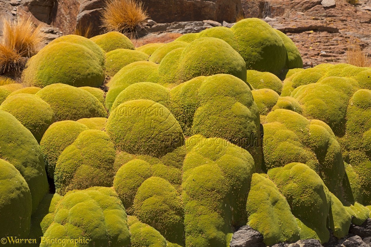Азорелла трехвильчатая (Azorella trifurcata)