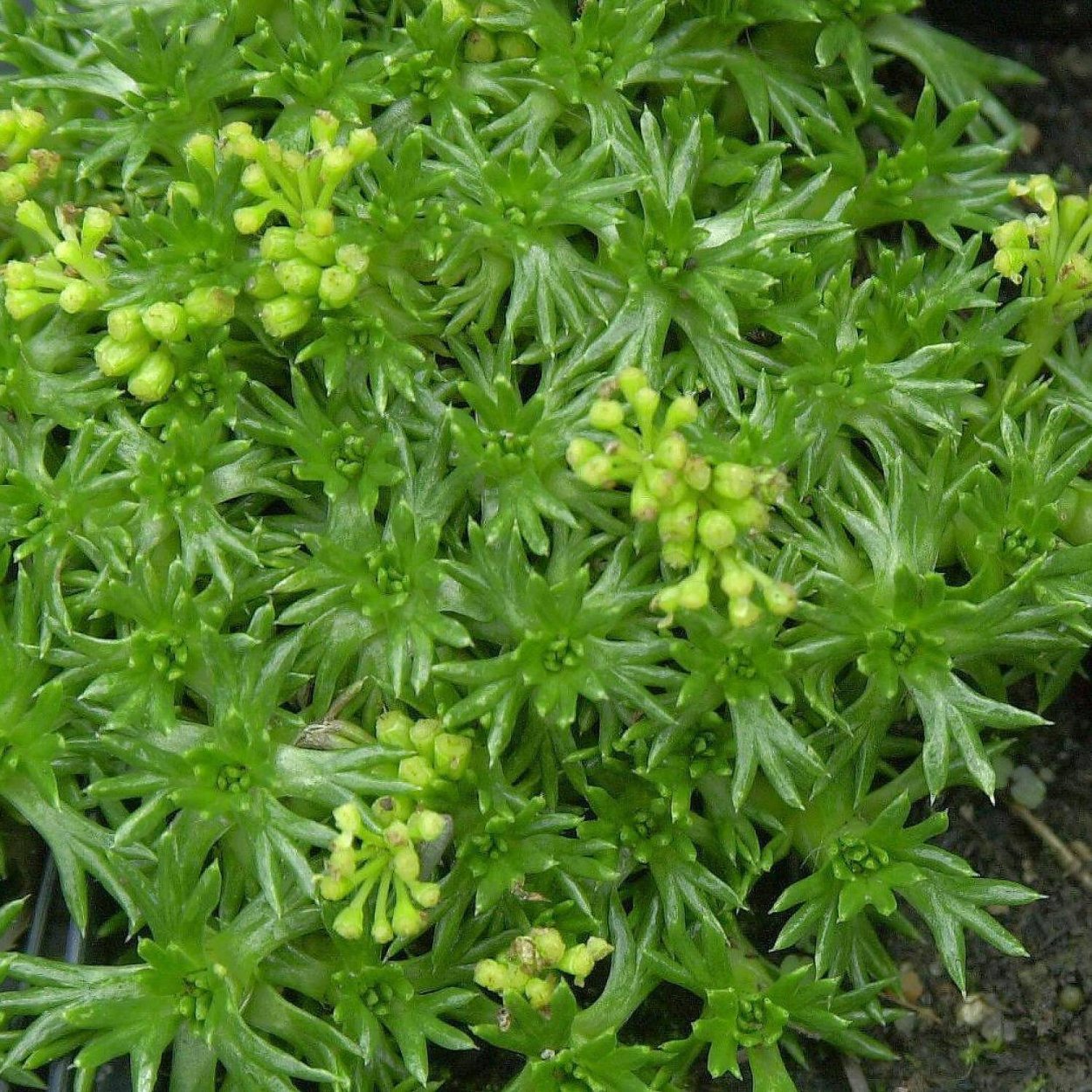 Азарелла трехвильчатая