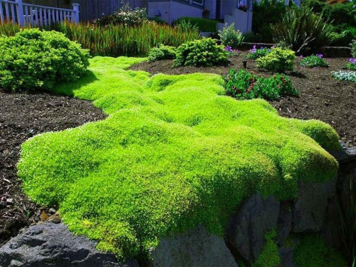 Ярета растение