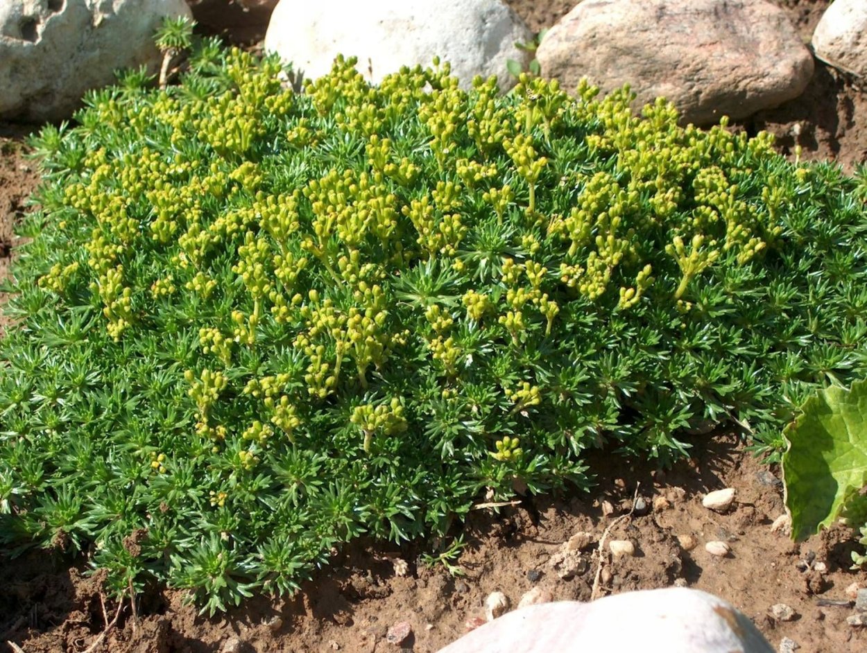 Азорелла трехвильчатая Минима