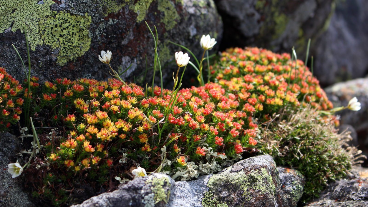 Очиток отогнутый Ангелина