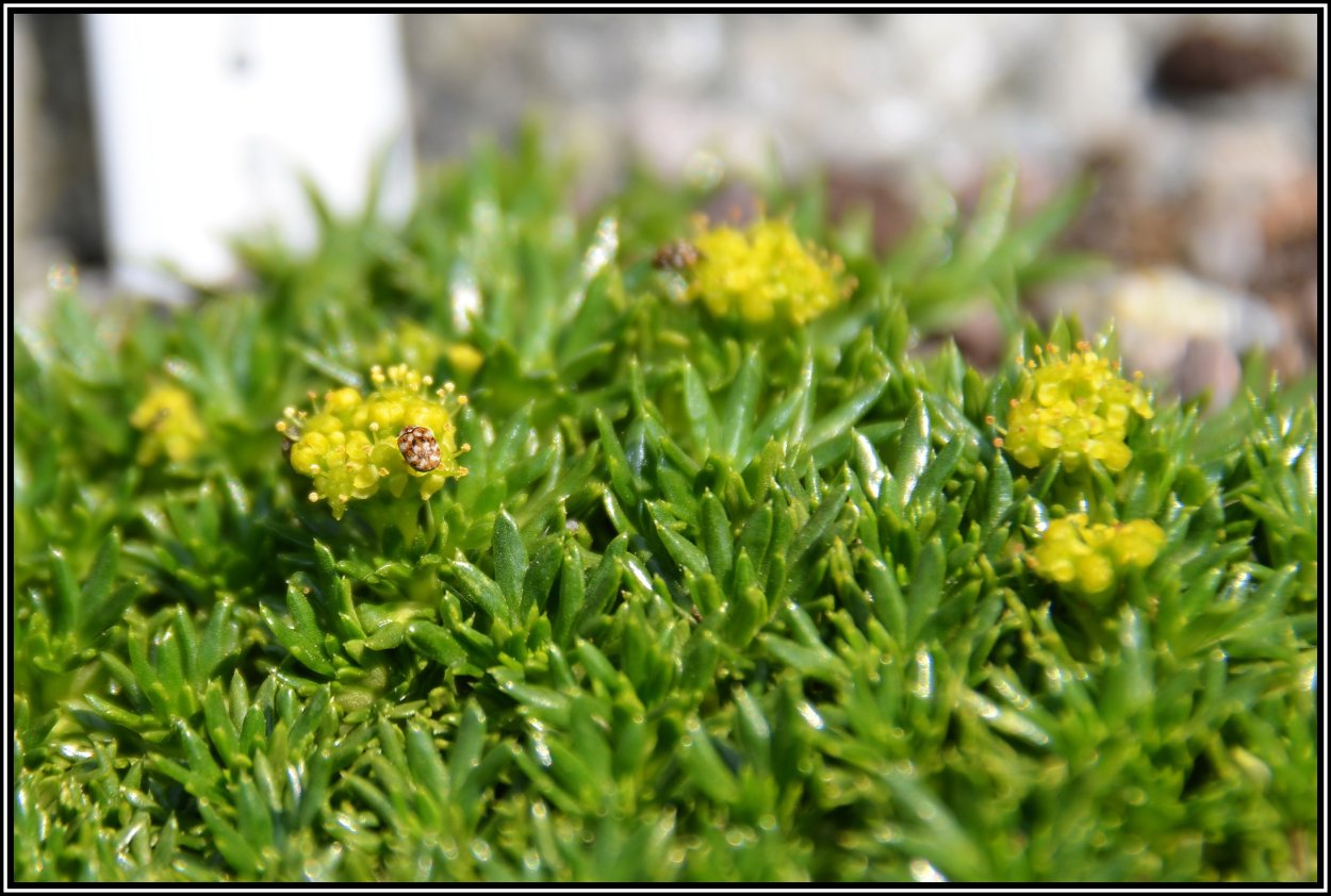 Азорелла трехвильчатая