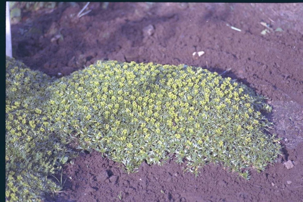 Азорелла трехвильчатая