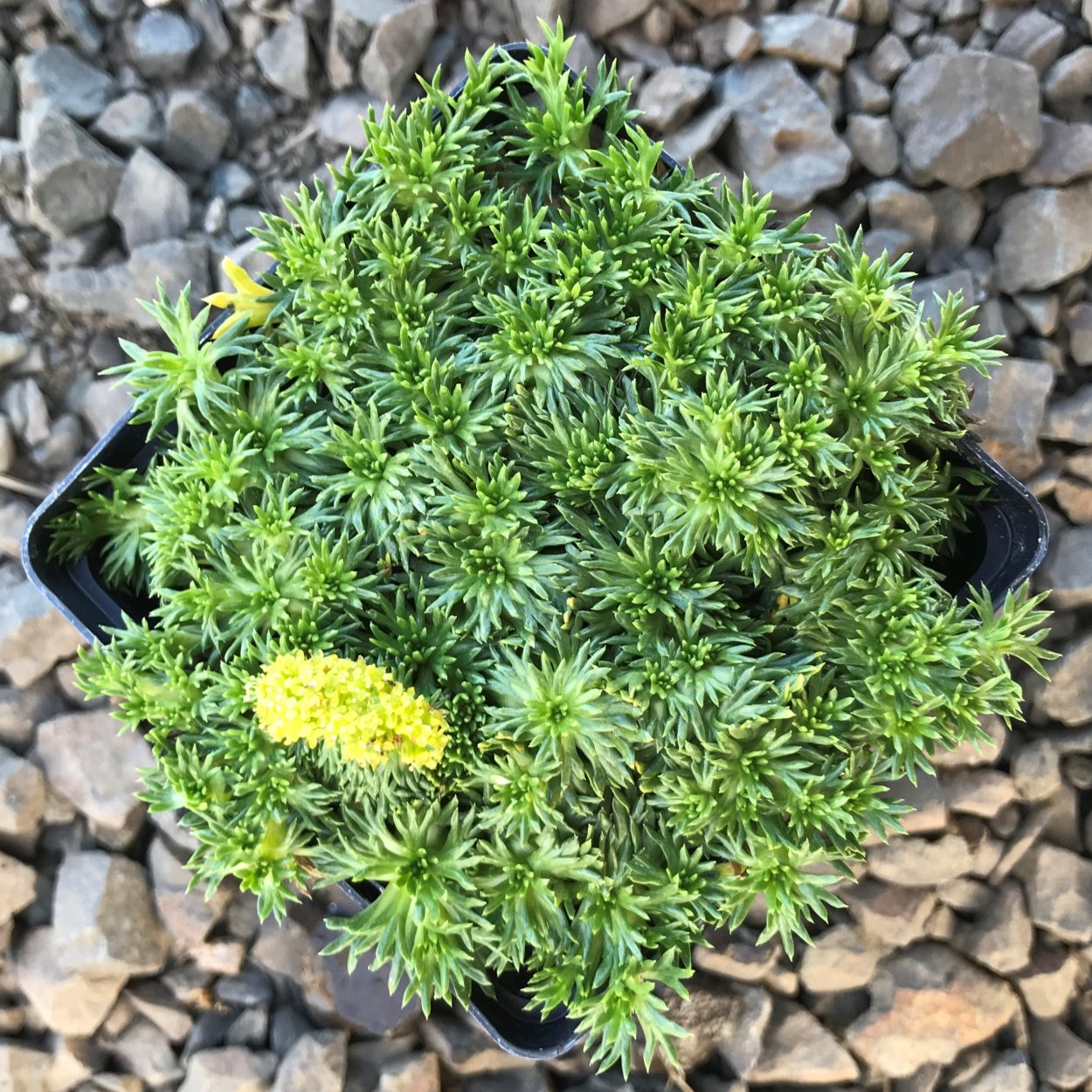 Азарелла трехвильчатая