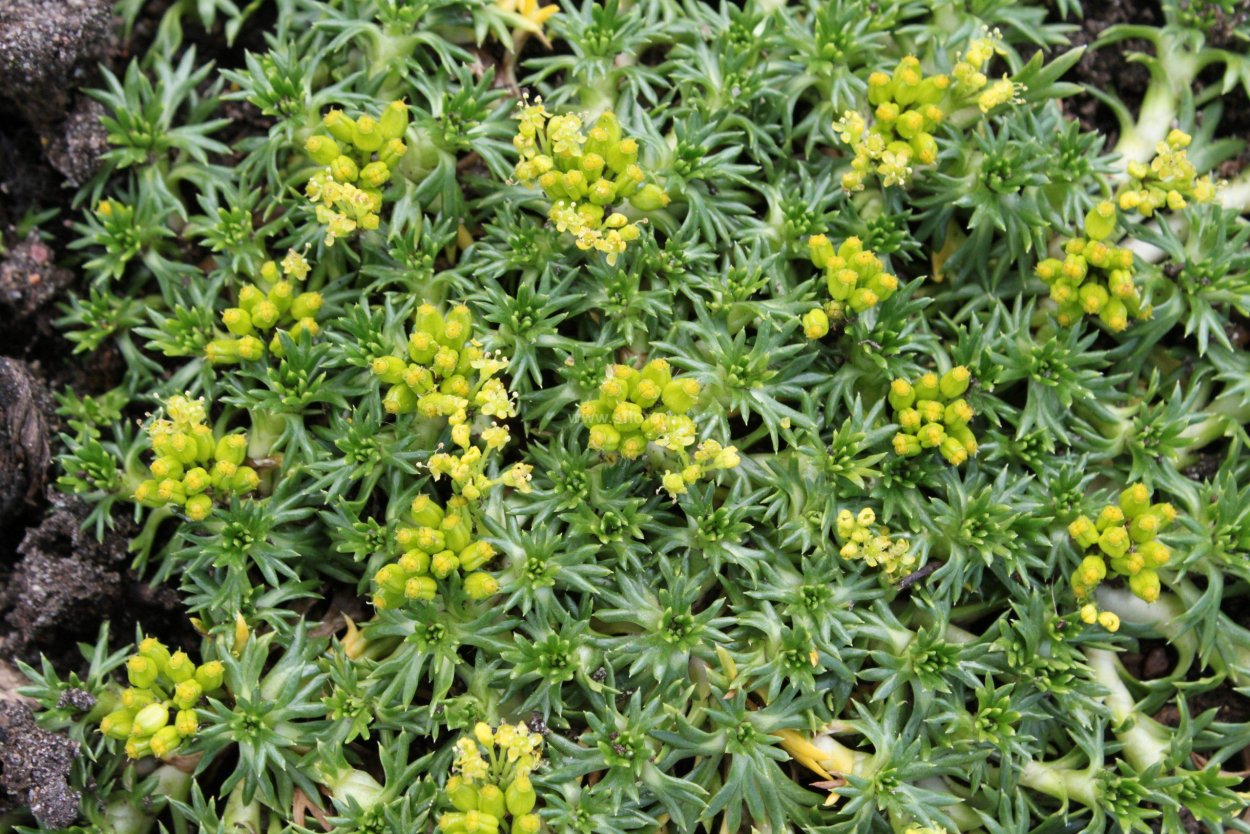 Азорелла трёхвильчатая (Azorella trifurcata)