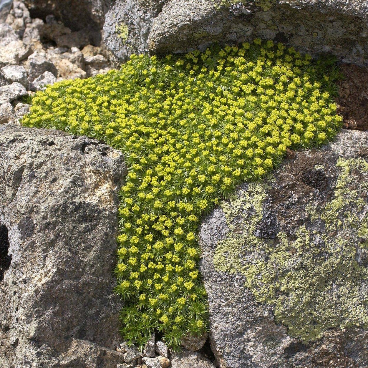 Ярета растение