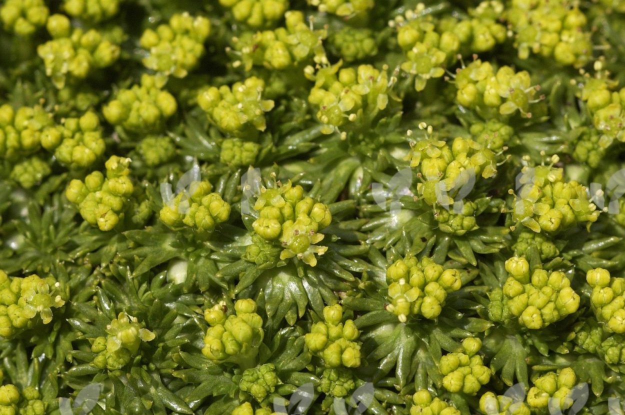 Азорелла трехвильчатая фото в саду