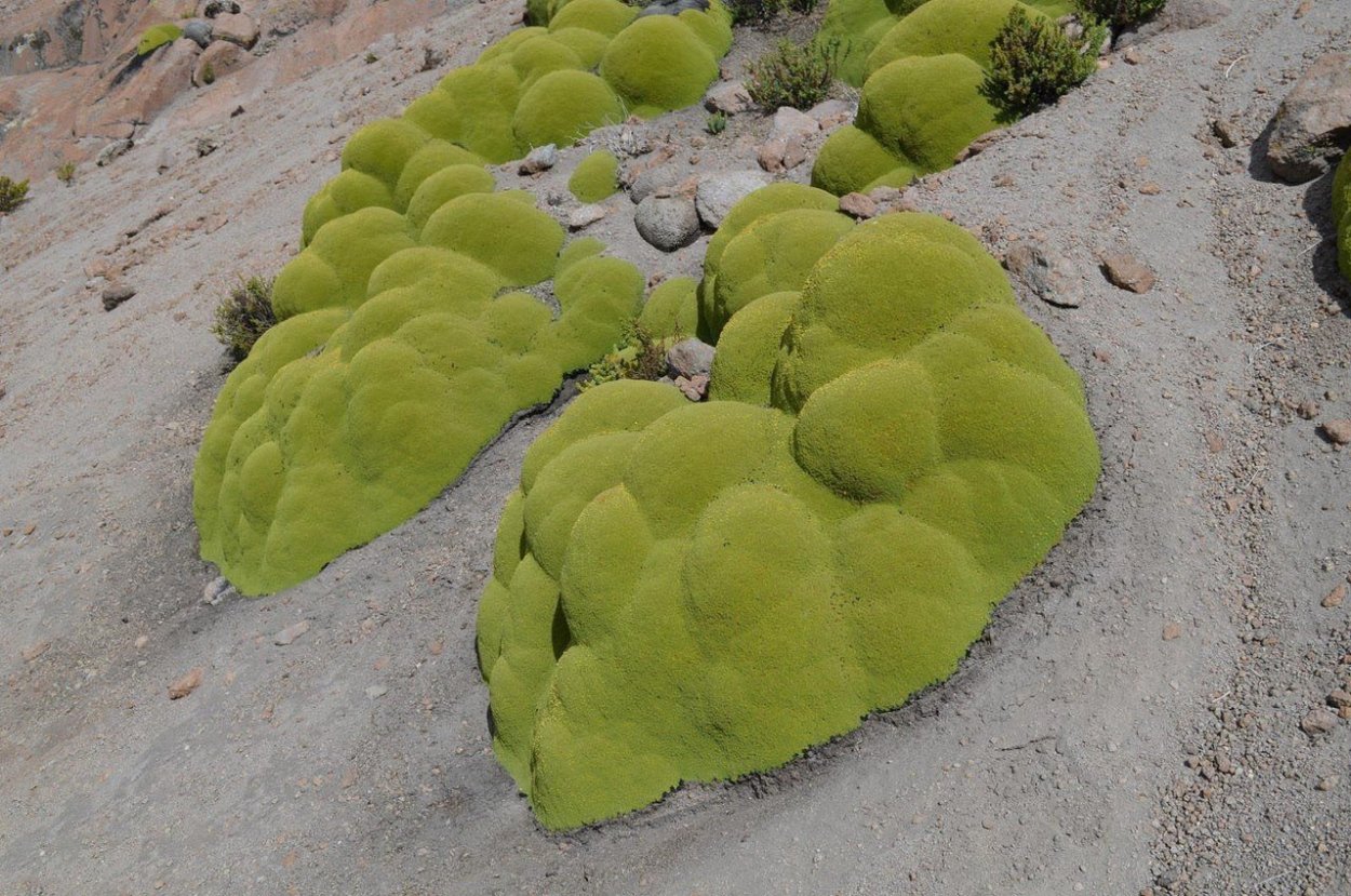 Азорелла трехвильчатая