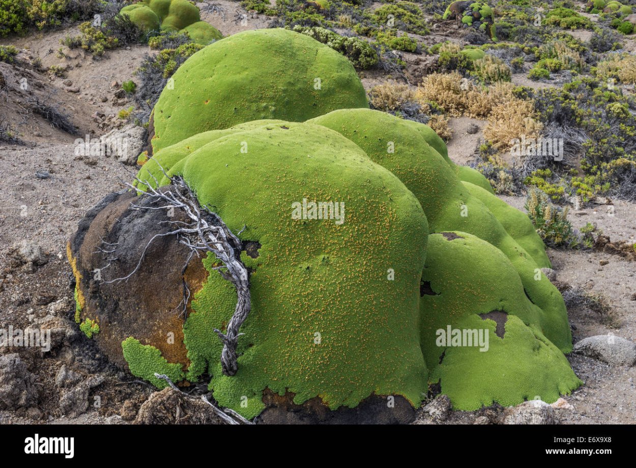 Седум Еллоу Квин
