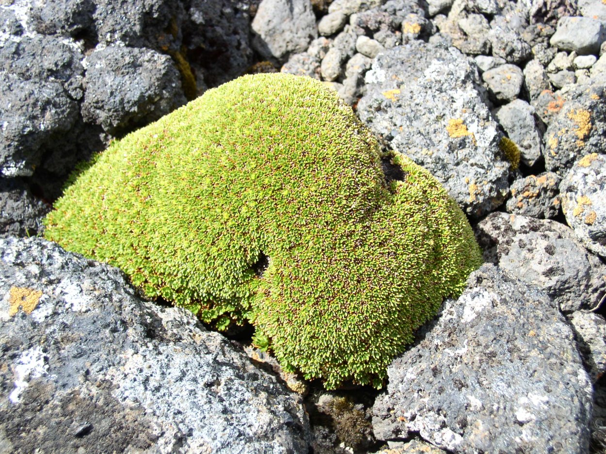 Растение Азорелла на даче