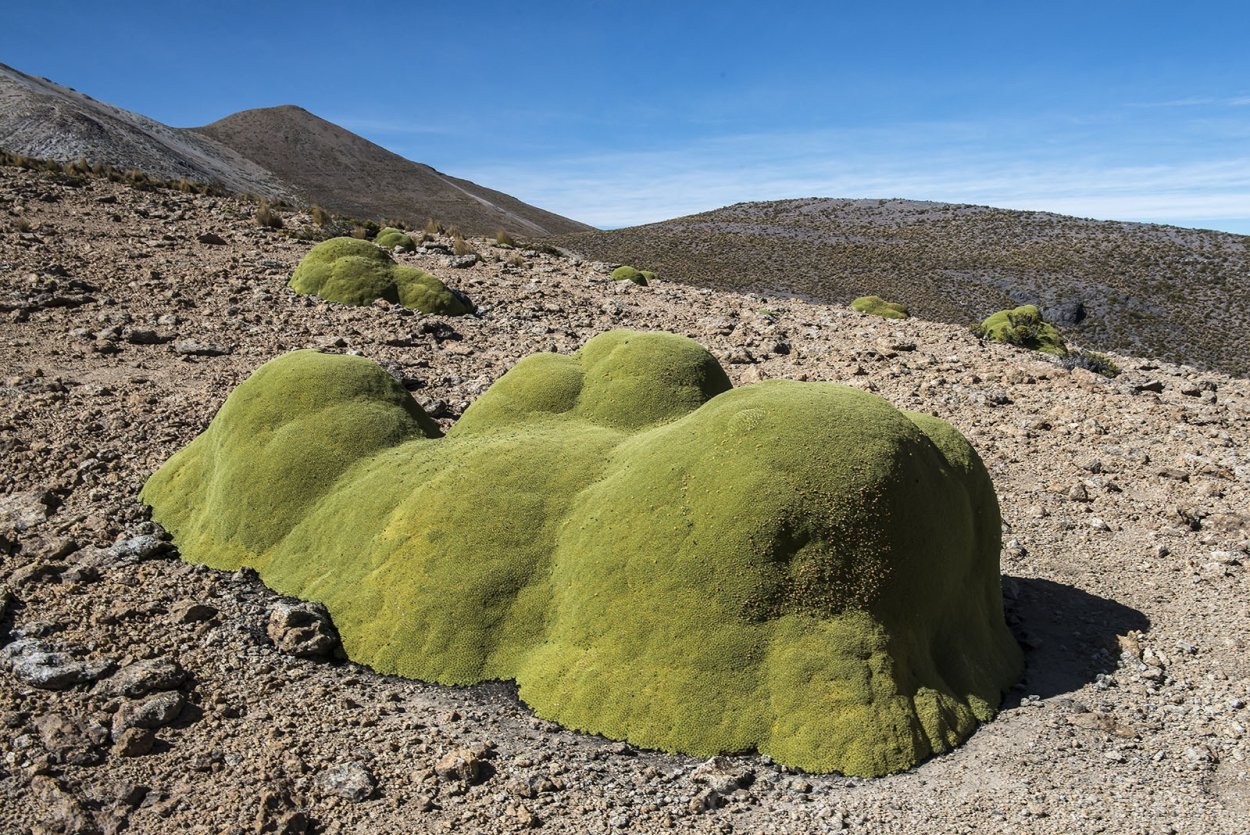 Ярета Azorella compacta