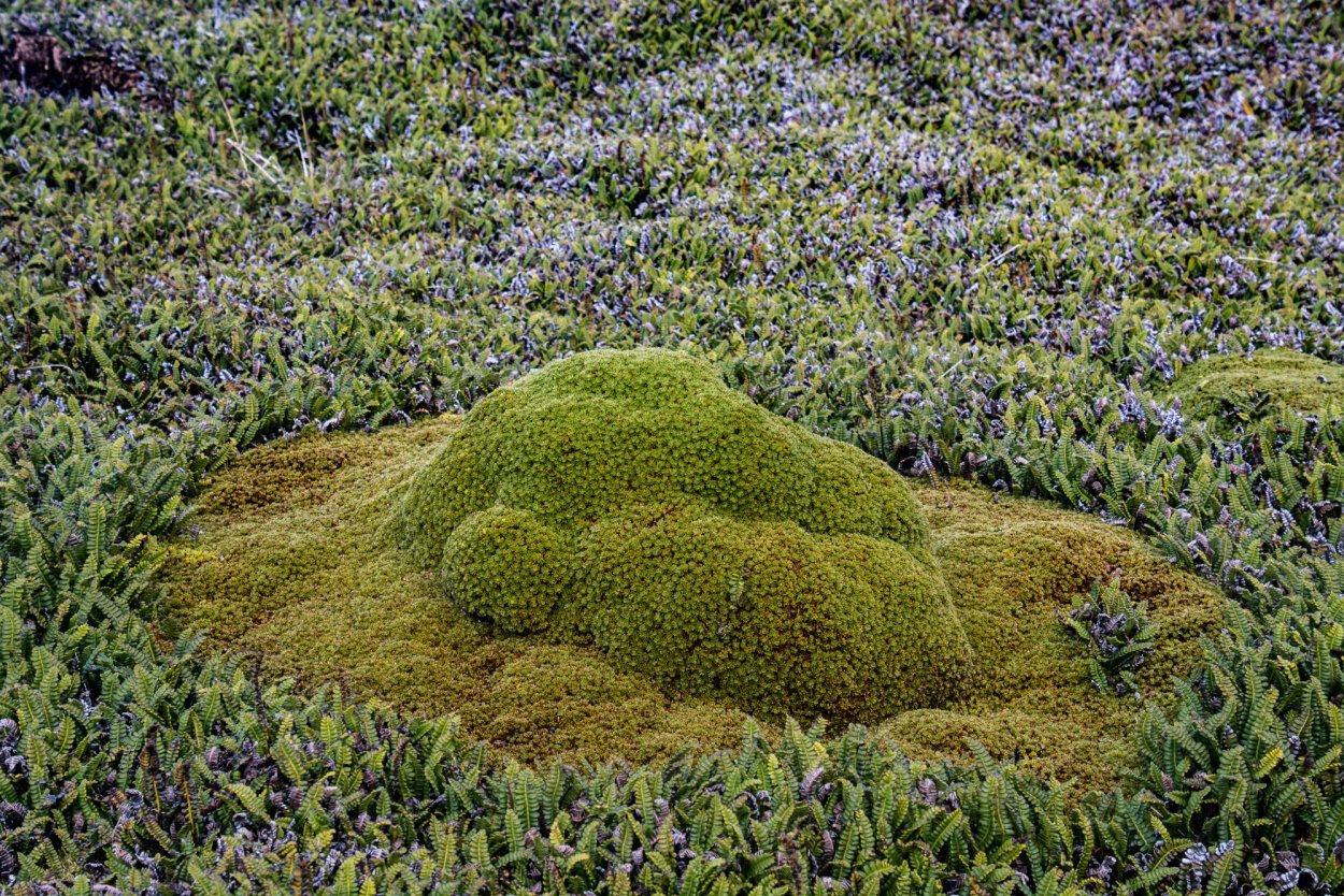 Азорелла трехвильчатая ярета