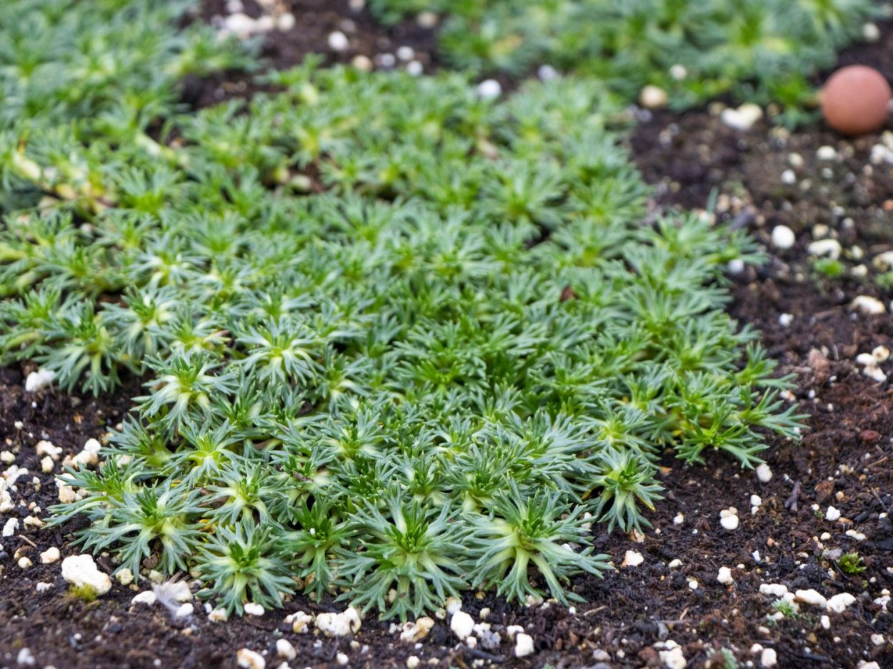 Камнеломка трехвильчатая