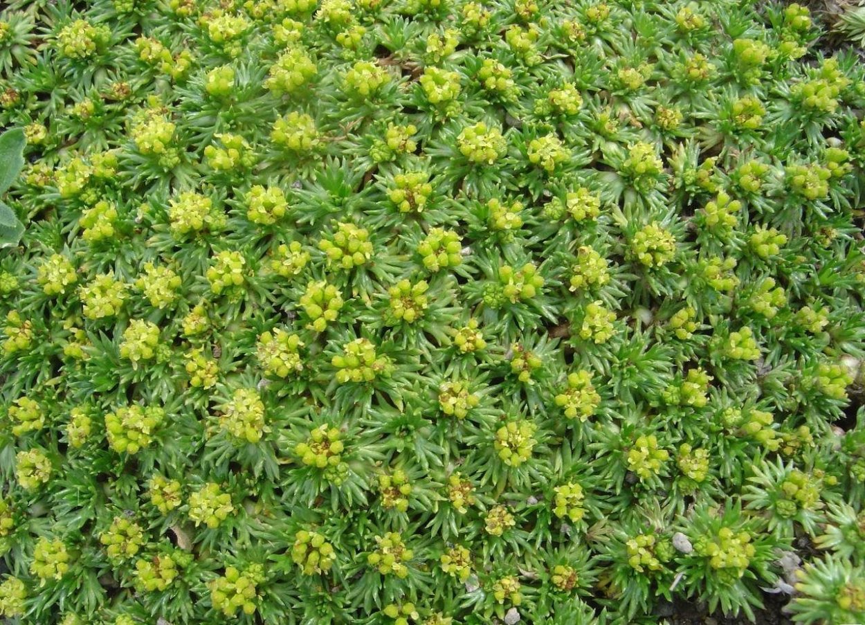 Азарелла трехвильчатая