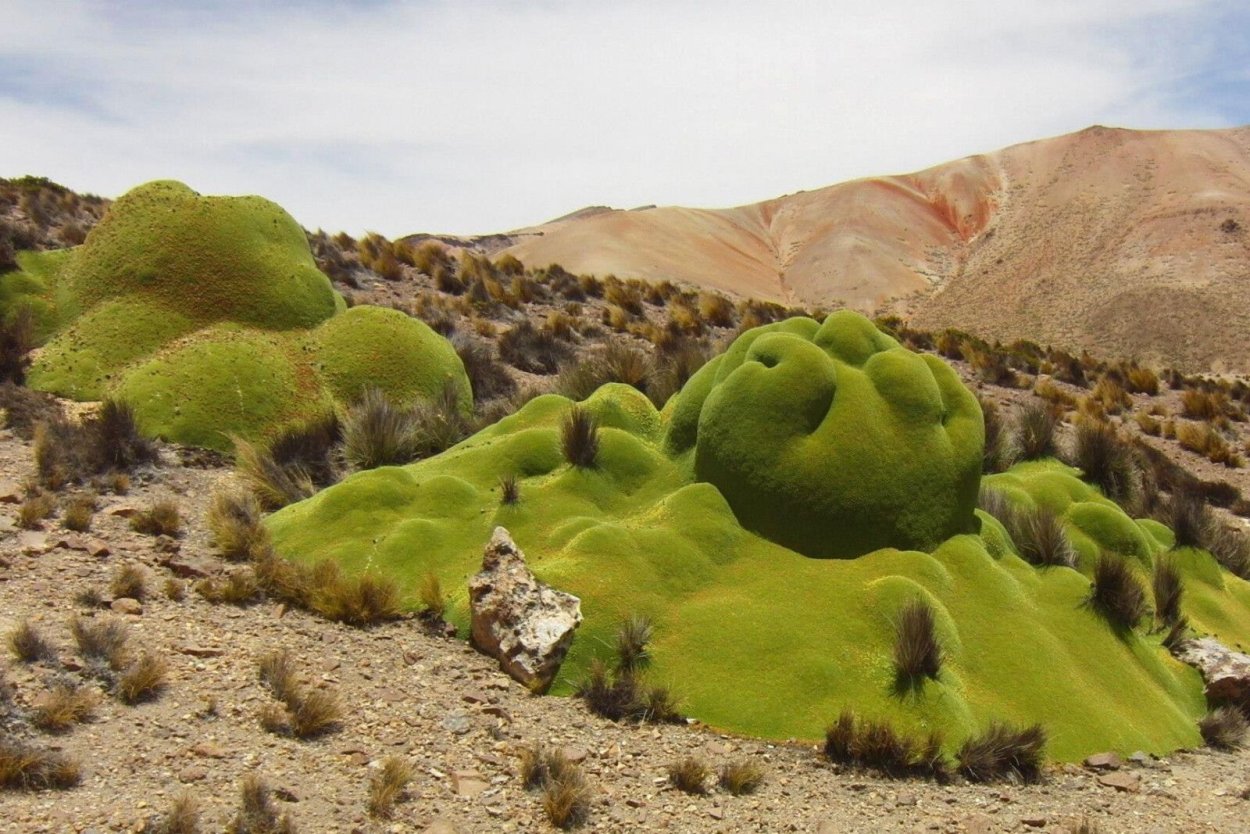 Ярета в Южной Америке