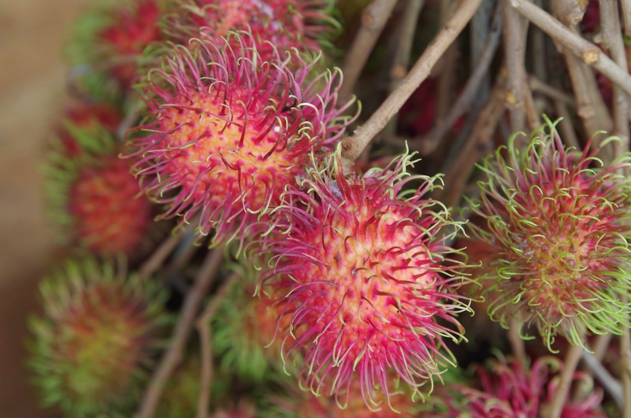 Рамбутан листья