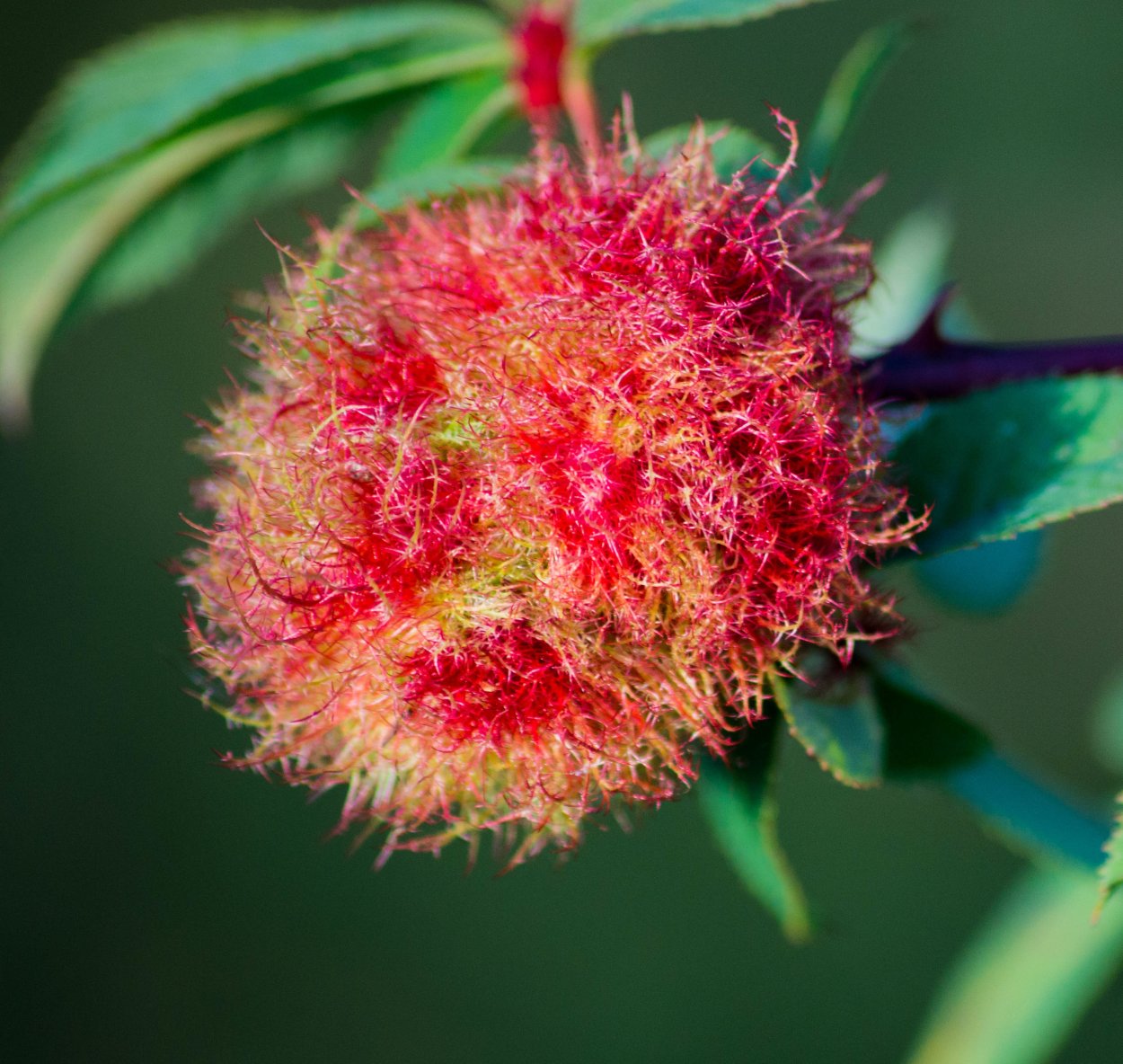 Рамбутан фото