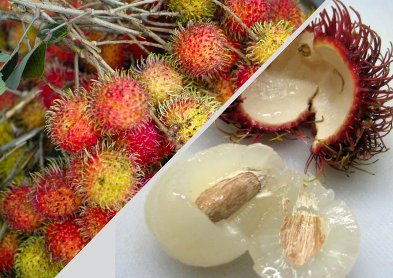 Рамбутан растение