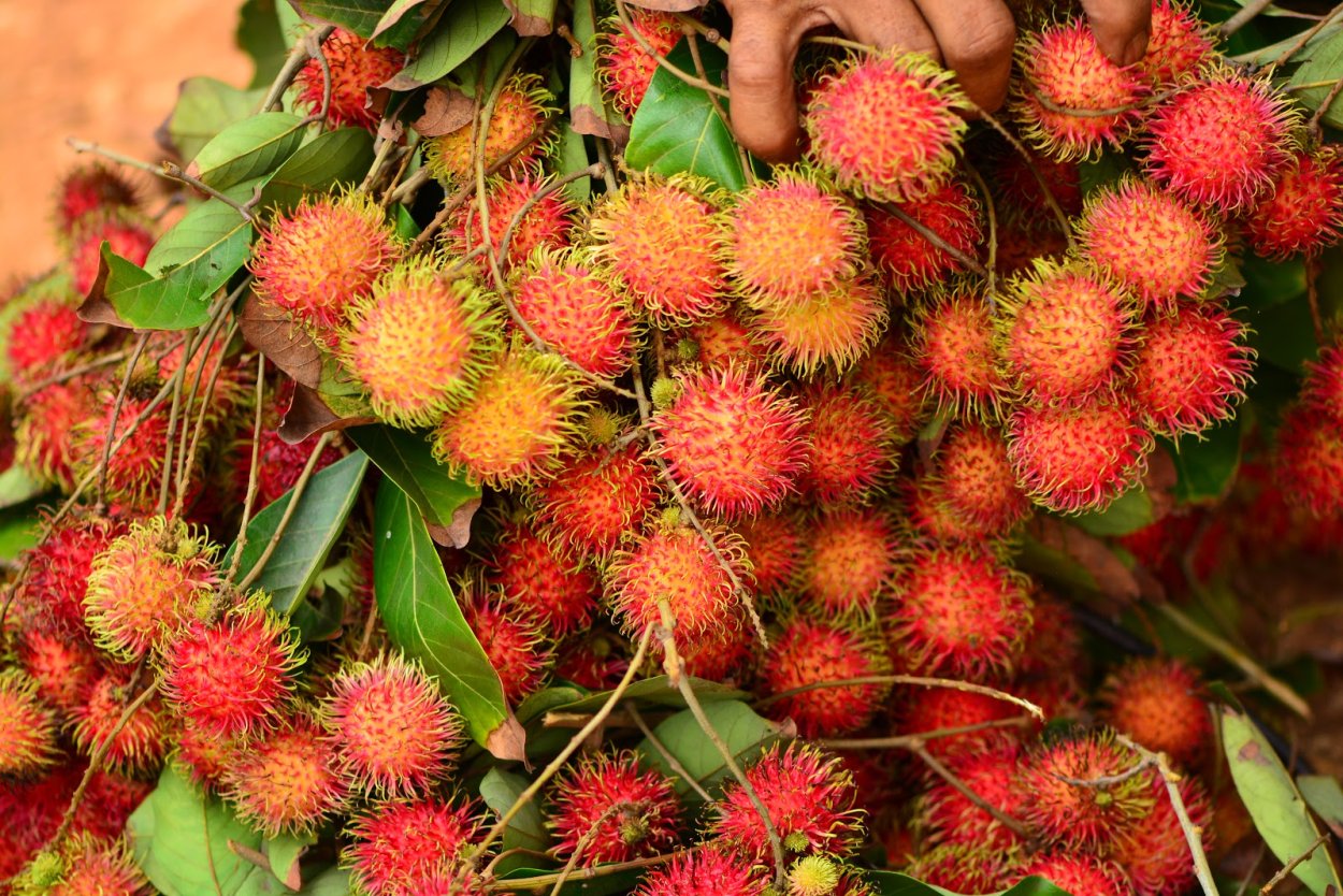 Экзотический фрукт рамбутан