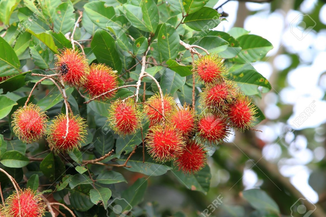 Экзотический фрукт рамбутан